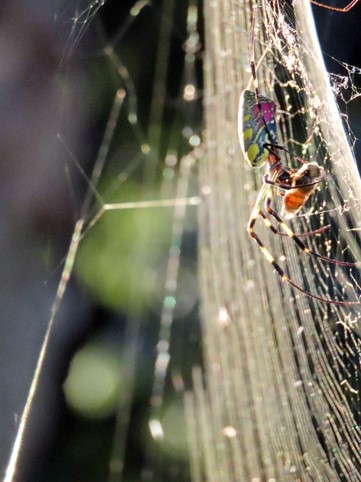 ちょっと寄り道・・・(蜘蛛の巣)