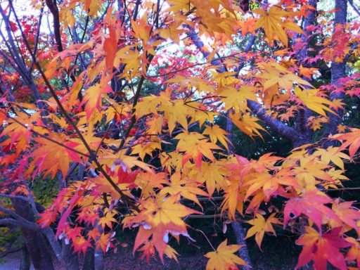 ちょっと寄り道・・・（師走の伊坂ダム）