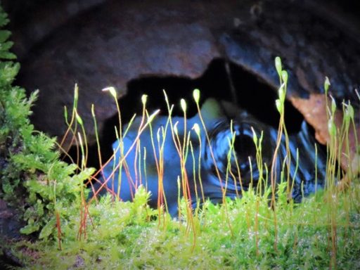 ちょっと寄り道・・・（早春の野山）