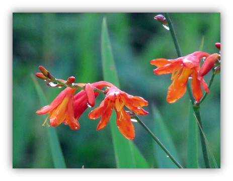 ちょっと寄り道・・・（蝶 ２題）