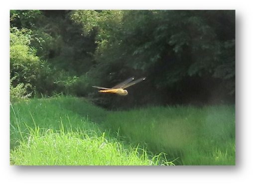 ちょっと寄り道・・・（町内に秋の気配が）
