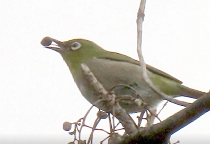 ちょっと寄り道・・・（寒中見舞い）