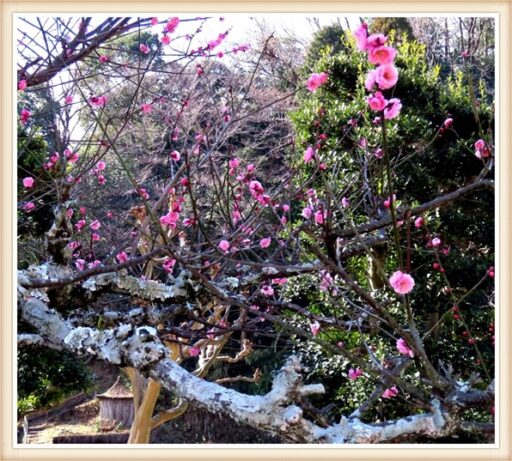 ちょっと寄り道・・・（春がきた！）