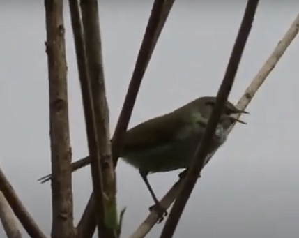 ちょっと寄り道・・・（うぐいす鳴く）