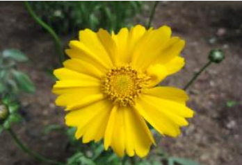 ひとみ　789（ 5月10日）号