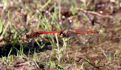 ちょっと寄り道・・・（命つなぐ秋）