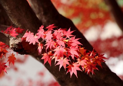 ちょっと寄り道・・・（錦秋の伊坂ダム）