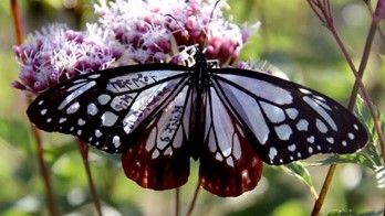 ちょっと寄り道・・・（アサギマダラ）