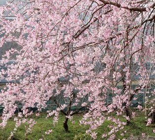 ちょっと寄り道・・・（春の光）