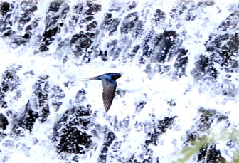 ちょっと寄り道・・・（八郷の初夏）