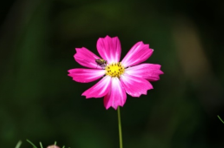 ちょっと寄り道・・・（秋の花と訪花吸蜜三態・・・）