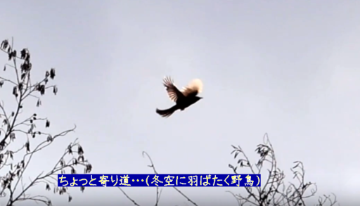ちょっと寄り道・・・（冬空に羽ばたく野鳥）