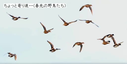 ちょっと寄り道・・・（春先の野鳥たち）