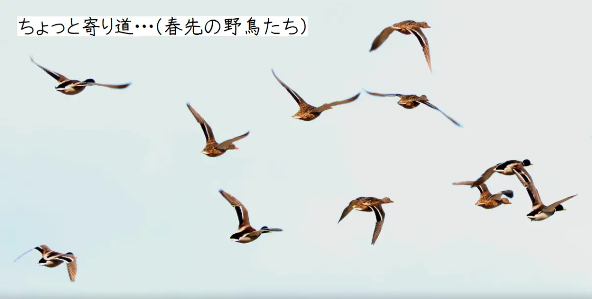 ちょっと寄り道・・・（春先の野鳥たち）