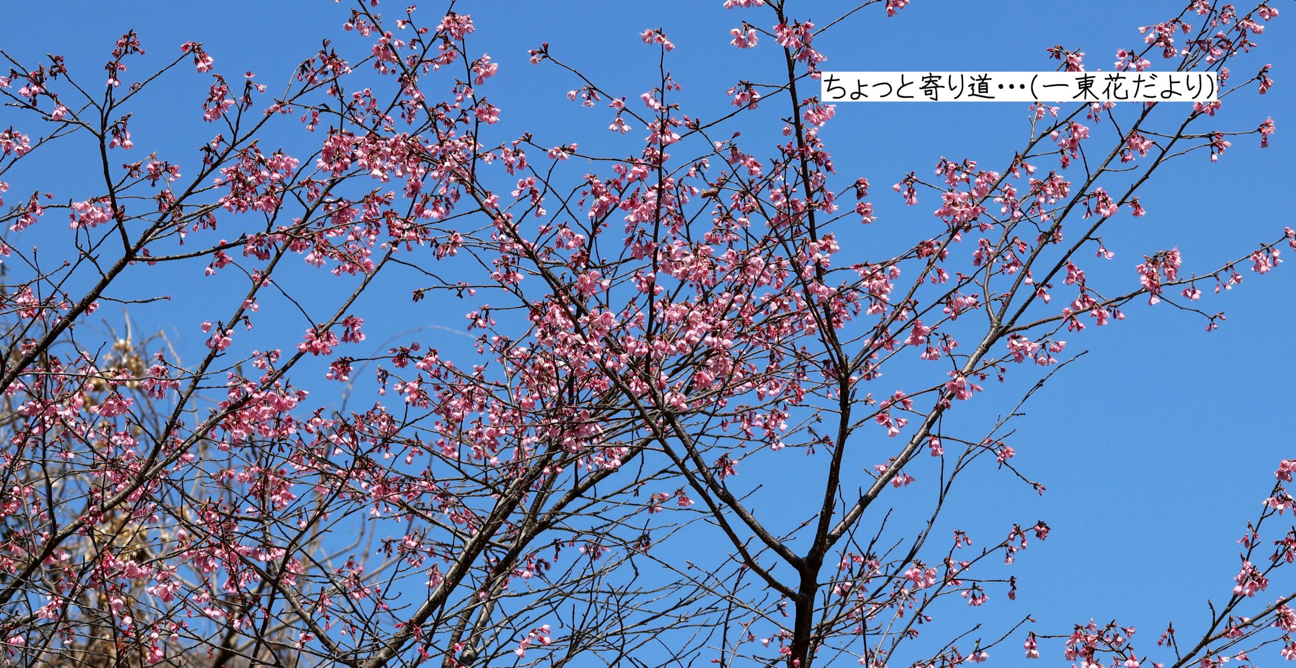 ちょっと寄り道・・・(一東花だより)